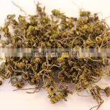 High Quality Dendrobium Chrysanthum thumbnail-4