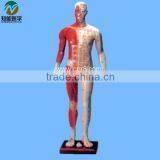 170 cm Standard Needle Point Human Acupuncture Model thumbnail-1
