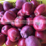 Huaniu Apples thumbnail-4