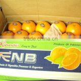 Kino Kinnow Mandarin Tangerine Orange Citrus Fruit From Pakistan thumbnail-5