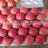 Fresh Apple Chinese Apple Fruit Fuji Apple Apple Fresh Price for Fresh Apple thumbnail-1