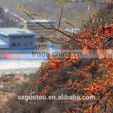 100% Nature Green Seabuckthorn Juice Extract Powder thumbnail-6