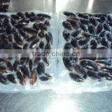 Frozen Whole Cooked Blue Mussel(Mytilus Chilensis)