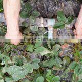 Bed Making for Strawbery Strawberry Farming Strawberry Hilling up thumbnail-1