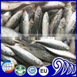 Newly Catches Frozen Round Scad Fish With Good Quality for Sale thumbnail-1