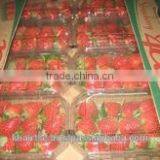 SWEET STRAWBERRY FROM EGYPT thumbnail-2