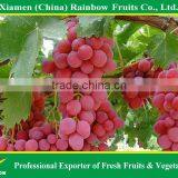 Fresh Fruit of Yunnan Red Globe Grape With Good Taste Grapes Peru Seedless Grapes thumbnail-6