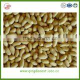 Peanut Kernels/blanched Peanuts/peanuts in Shell thumbnail-3