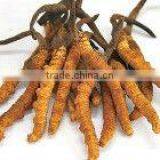 Tibet Aweto thumbnail-1