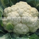 MCF37 Baixue resistant cold f1 hybrid cauliflower seeds for planting