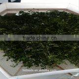Moringa Leaves Drying Sterilizing Machine thumbnail-3