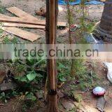 Coconut Broom With Handle thumbnail-2