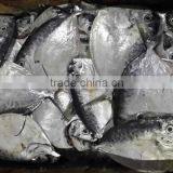 IQF Moonfish Sea Fish on Sales thumbnail-1