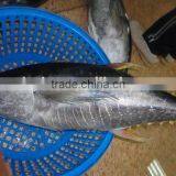 Frozen Canned WR Yellowfin Tuna thumbnail-1