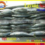 FROZEN LAYANG SCAD (MUROAJI) WHOLE ROUND thumbnail-4