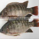 Best Price Frozen Black Tilapia Fish thumbnail-1