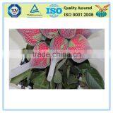 Durable Waterproof Plastic Net for Rose Bud thumbnail-2