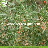 Factory Hot Sale Dried Himalayan Goji Berries thumbnail-2