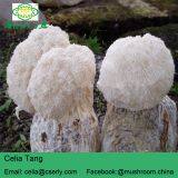 Mushroom Professional Manufacturer Supply Lions Mane Mushroom thumbnail-3