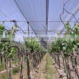 Agricultural Anti Hail Net/hail Protection Net/plastic Net Made in China thumbnail-3