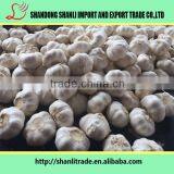 2016 New Crop Organic White Garlic Price Wholesale Chinese Garlic thumbnail-6