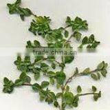 High Quality Essential Thyme Massage Oil thumbnail-1