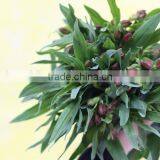 Wide Varieties Top Sell High Quality Fresh Cut Flower Peruvian Lily thumbnail-3