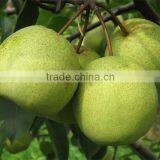 Fresh su Pear thumbnail-1