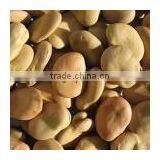 Broad Beans thumbnail-1