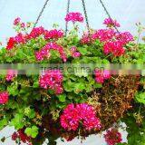 Sphagnum Moss Hanging Basket 18" Diameter thumbnail-2