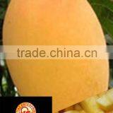 Mango thumbnail-1