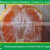 Fresh fruit of chinese mandarin orange