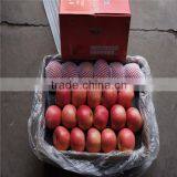 Yantai Apple thumbnail-3