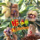 Wholesale Chestnut Fresh Chinese Chestnut thumbnail-4