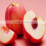 Peach Juice Concentrate for Energy Concentrated Juice thumbnail-1