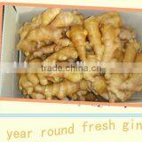 Fresh Mature Finger thumbnail-3