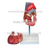 Plastic Heart Model thumbnail-1