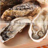Korean Clean Waters Area Toyeong Fresh Live Pacific Oyster (Half Shell Oyster) thumbnail-1