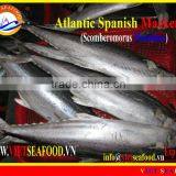 FROZEN ATLANTIC SPANISH MACKEREL W/R thumbnail-1