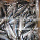 2011 New Catch Frozen Makerel thumbnail-1