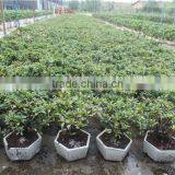 Rhododendron Simsii Bonsai thumbnail-2