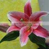 Best Quality Decorative Flower Fresh Cut Pink Lily Wholesale From Yunnan,China thumbnail-6