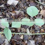 Indian Kudzu thumbnail-1