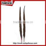 High Quality for Showgirl Carnival Costume Ringneck Tail Pheasant Feathers thumbnail-3