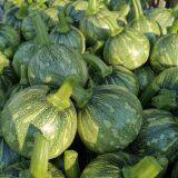 Early Maturity Zucchini Seed Round Green F1 Hybrid Squash/zucchini Seeds No.80 thumbnail-2