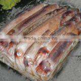 WR Frozen Illex Squid - Whole, Tube, Rings and Tentacles thumbnail-3