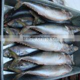 HGT 150g+ Frozen Pacific Mackerel