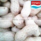 Green Peanuts in Shell