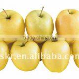Good Yellow Golden Delicious Apples thumbnail-1