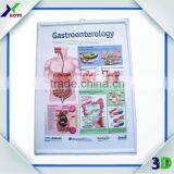 Pharma Gift 3d Medical Poster, Anatomy Embossed Medical Wall Chart